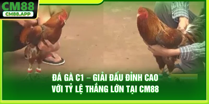 Đá Gà C1 – Giải Đấu Đỉnh Cao Với Tỷ Lệ Thắng Lớn Tại CM88
