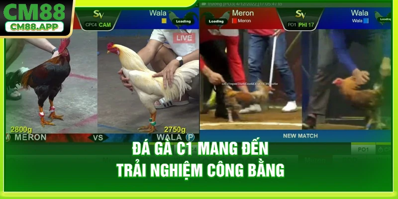 Đá gà C1 tạo nên trải nghiệm cực công bằng