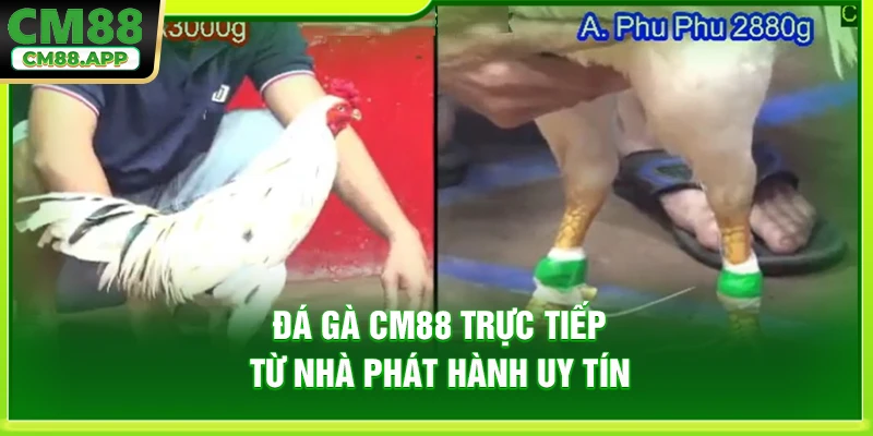 Đá gà CM88 trực tiếp từ nhà phát hành uy tín
