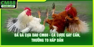 Đá Gà Cựa Dao CM88 - Cá Cược Gay Cấn, Thưởng To Hấp Dẫn