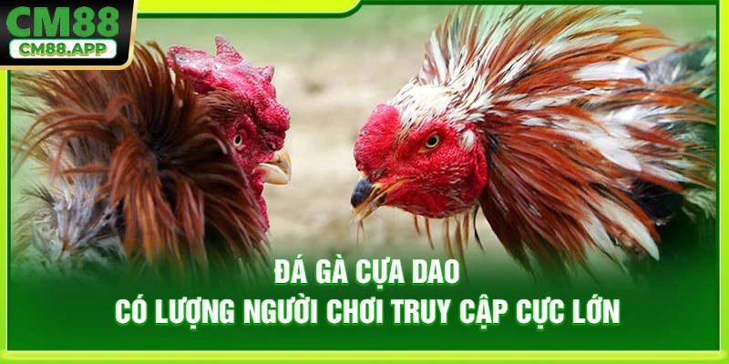 Đá gà cựa dao có lượng người chơi truy cập cực lớn