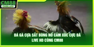 Đá Gà Cựa Sắt Bùng Nổ Cảm Xúc Cực Đã Live HD Cùng CM88