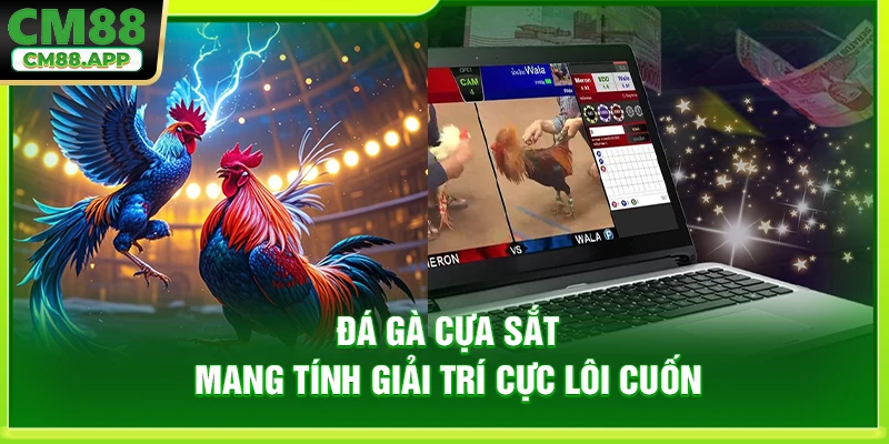 Đá gà cựa sắt mang tính giải trí cực lôi cuốn