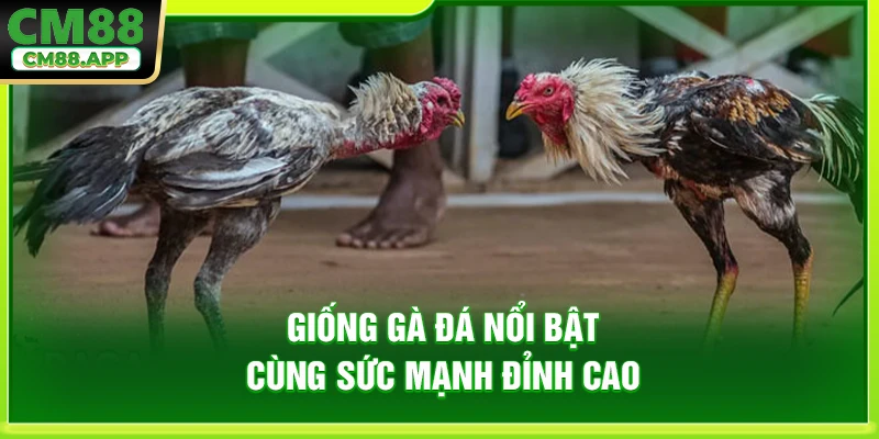 Giống gà đá nổi bật cùng sức mạnh đỉnh cao